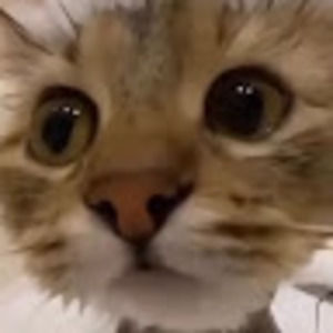 Meet your Posher, Strawberry